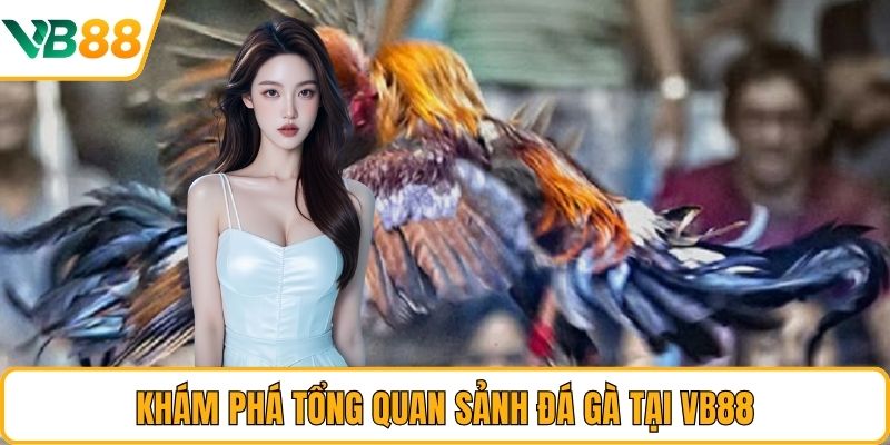 Khám phá tổng quan sảnh đá gà tại VB88 Khám phá tổng quan sảnh đá gà tại VB88