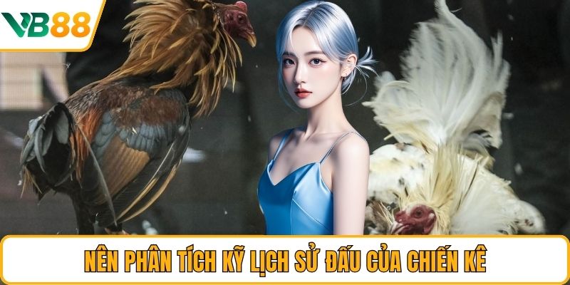 Nên phân tích kỹ lịch sử đấu của chiến kê Nên phân tích kỹ lịch sử đấu của chiến kê